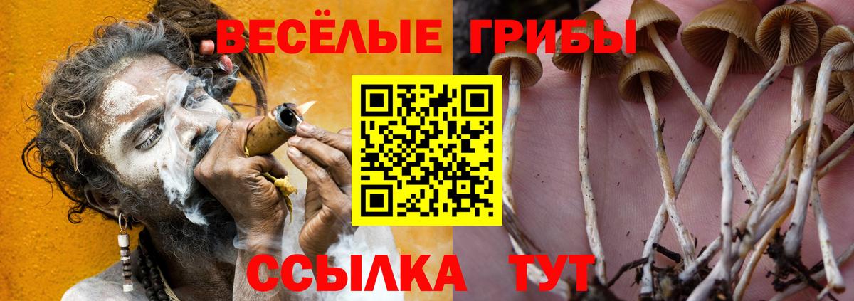 Галлюциногенные грибы Cubensis Звенигород